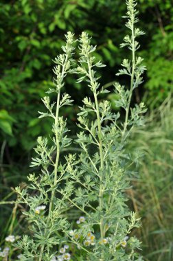 Bitter wormwood (Artemisia absinthium) bush grows in the wild clipart