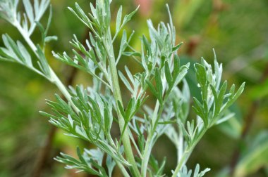 Acı pelin otu (Artemisia absinthium) vahşi doğada yetişir.