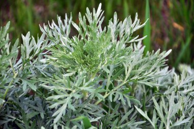 Acı pelin otu (Artemisia absinthium) vahşi doğada yetişir.