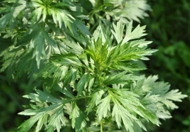 Wormwood (Artemisia vulgaris) doğada büyür.