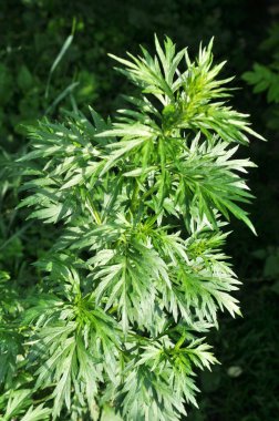 Wormwood (Artemisia vulgaris) doğada büyür.