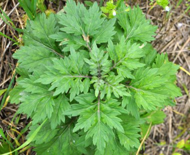 Wormwood (Artemisia vulgaris) doğada büyür.