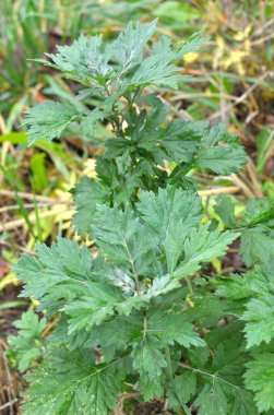 Wormwood (Artemisia vulgaris) doğada büyür.