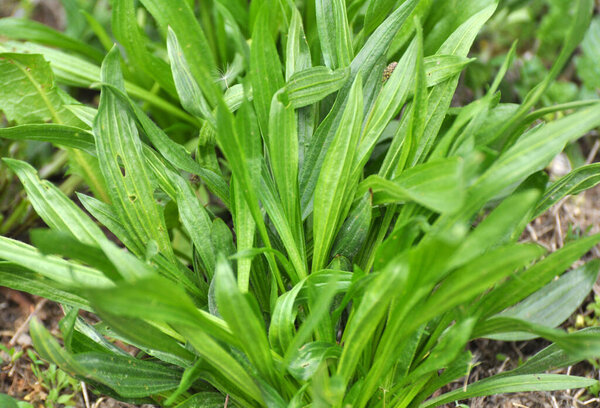 In the wild grows plantain lanceolata, plantago lanceolata