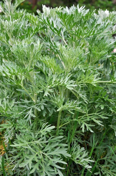 Arbusto Absinto Amargo Artemisia Absinthium Cresce Natureza — Fotografia de Stock