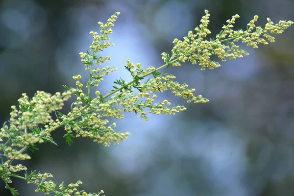 Ετήσιο Sagebrush Artemisia Annua Φυτρώνει Στη Φύση — Φωτογραφία Αρχείου