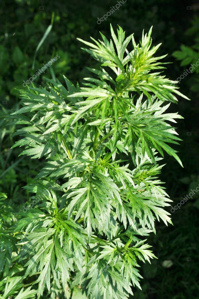 Ajenjo Artemisia Vulgaris Crece Silvestre En La Naturaleza 2023