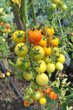 Bahçede, kiraz domatesleri açık arazide yetişir.