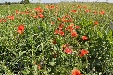 Yazın ortasında, tarlada çeşitli yabani çiçekler yetişir..
