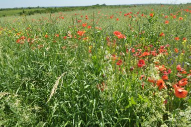 Yazın ortasında, tarlada çeşitli yabani çiçekler yetişir..