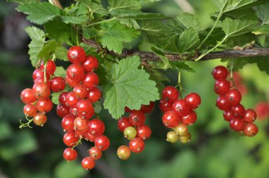 Dal dalında olgun kırmızı frenk üzümü (Ribes rubrum)