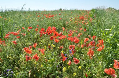 Yazın ortasında, tarlada çeşitli yabani çiçekler yetişir..