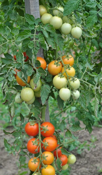 Garden Cherry Tomatoes Grow Open Ground — Stock Photo, Image