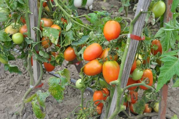 Tomater Odlas Öppen Ekologisk Jord — Stockfoto