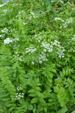 Berula erekta yazın vahşi doğada yetişir.