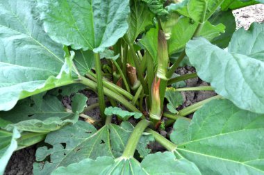 Rubarb açık organik topraklarda, bahçede yetişir..