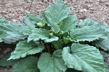 Rubarb açık organik topraklarda, bahçede yetişir..