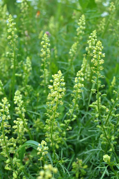 Reseda Lutea Grows Weed Field — Stock Photo, Image