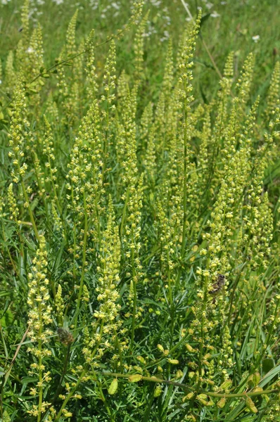 Reseda Lutea Grows Weed Field — Stock Photo, Image