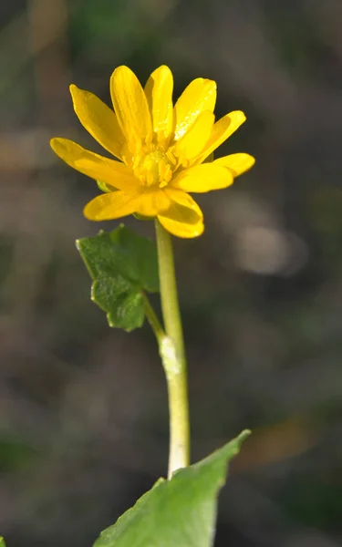 Frühling Blüht Ranunculus Ficaria Freier Wildbahn — Stockfoto