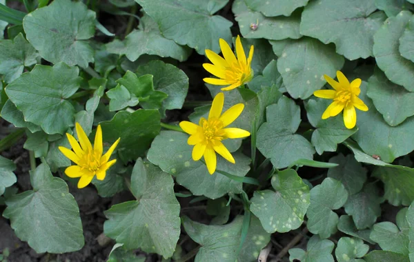 Primavera Ranunculus Ficaria Florece Naturaleza —  Fotos de Stock