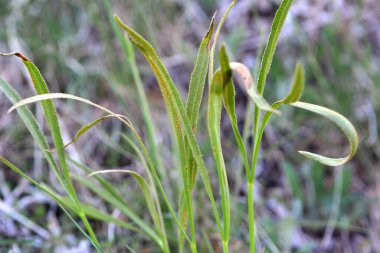 Bahar doğada Falcaria vulgaris büyüyor