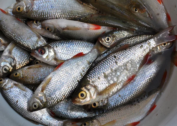 Stock image Freshly caught fish roach (Rutilus rutilus) which is the object of amateur and industrial fishing