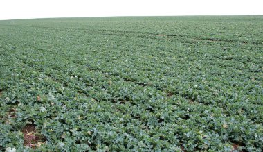 Baharda, tarlada kolza tohumu yetişir. 