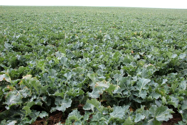 stock image In spring, winter rapeseed grows on the farm field 