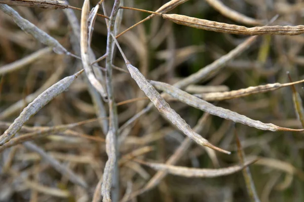 Zomer Het Veld Plant Rijp Zijn Peulen Winter Gewassen Van — Stockfoto