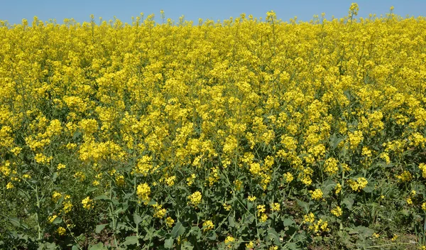 Stock image Agricultural landscape with rapeseed field and sky with clouds