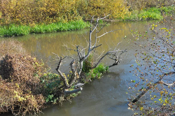木々や小さな川と秋の風景 — ストック写真