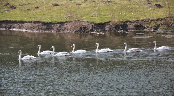 村の近くの川に白い白鳥 — ストック写真