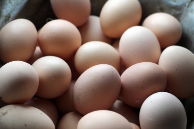 Taze bırakılmış tavuk yumurtaları.