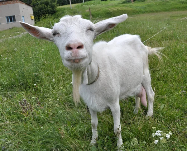 一只家养的山羊在农村的院子里吃草 — 图库照片