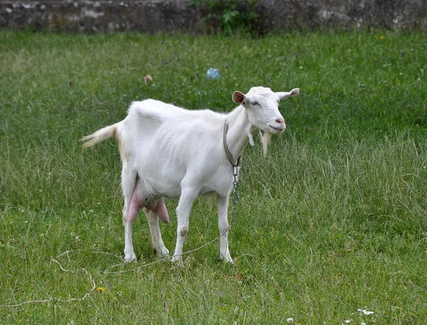 一只家养的山羊在农村的院子里吃草 — 图库照片