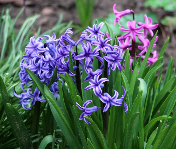 stock image Hyacinths are blooming in the spring garden