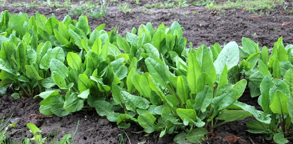 Sorrel Grows Open Organic Soil Garden — Stock Photo, Image