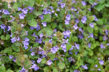 İlkbaharda, Glechoma hederacea doğada büyür ve çiçek açar.