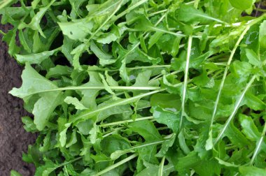 Bahçede yetişen baharatlı roka bitkisi (Eruca sativa) 