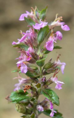 Yazın, Teucrium chamaedrys otların arasında yetişir.