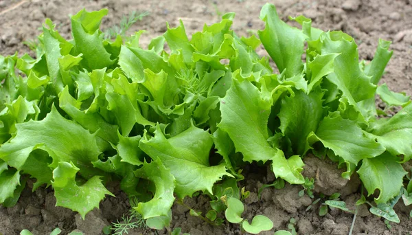 Terreno Orgânico Aberto Cresce Alface Lactuca Sativa — Fotografia de Stock