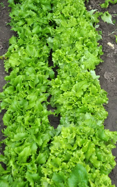 Offenen Biologischen Boden Wächst Salat Lactuca Sativa — Stockfoto