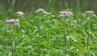 Vahşi kenevir tarımında çiçek açar (Eupatorium cannabinum)