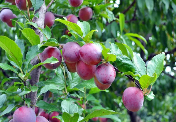 Kertben Egy Ágon Érett Szilva Rózsaszín Színű Gyümölcs — Stock Fotó