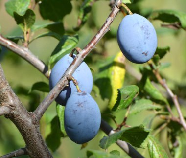 Bahçede olgun eriklerin dalında