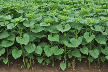 Çiçekler açmadan önce tarlada genç ayçiçeği bitkileri yetişir.