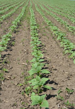 Baharda bir çiftlik tarlasında ayçiçeği yetişir..