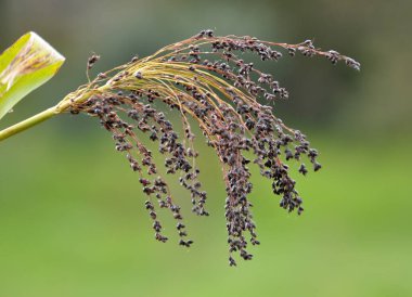 Bir tarlada yaygın sorgum (Sorghum bicolor) yetişir