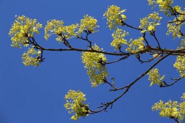 Akçaağaç (Acer platanoides) ilkbaharda doğal olarak çiçek açar